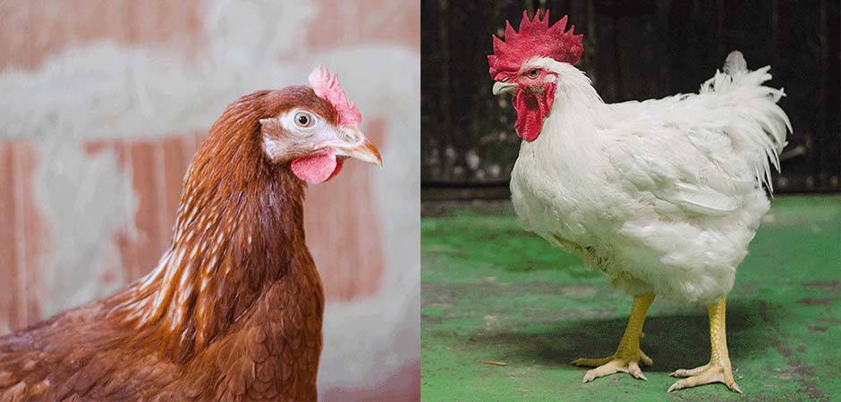Agroprodukt-Sinkovic-D.O.O.