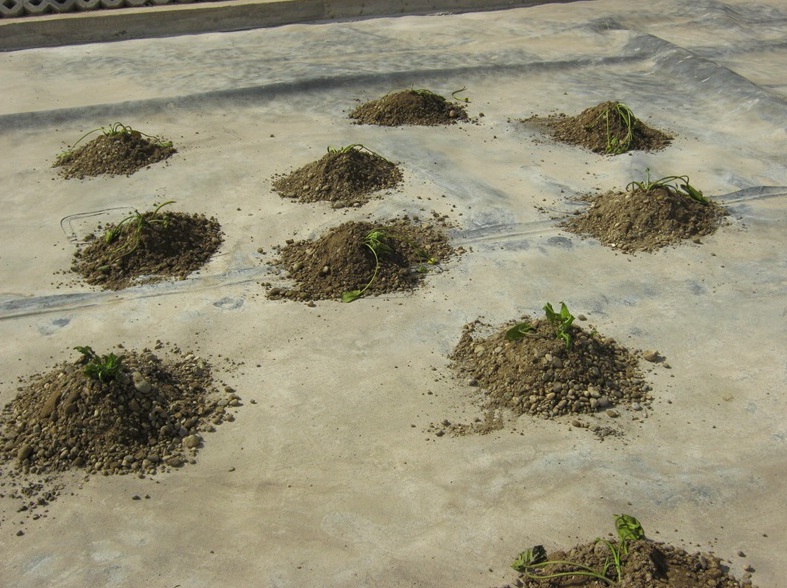 Darwin Garden Design (12)