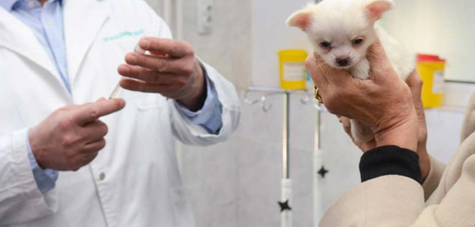 Veterinar-Ivanović