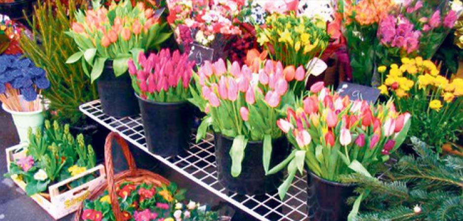 Cvećara-Kamelija-Prokuplje