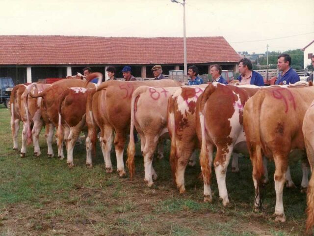 stočarstvo doo (2)