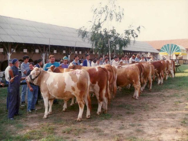 stočarstvo doo (6)