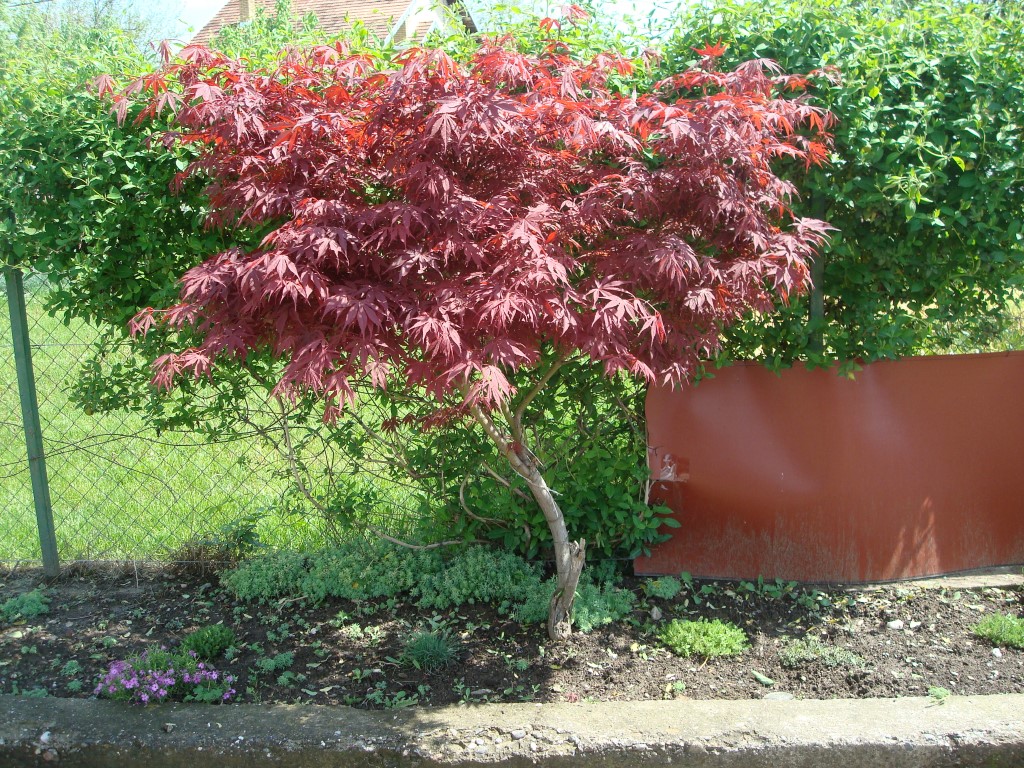 acer-palmatum