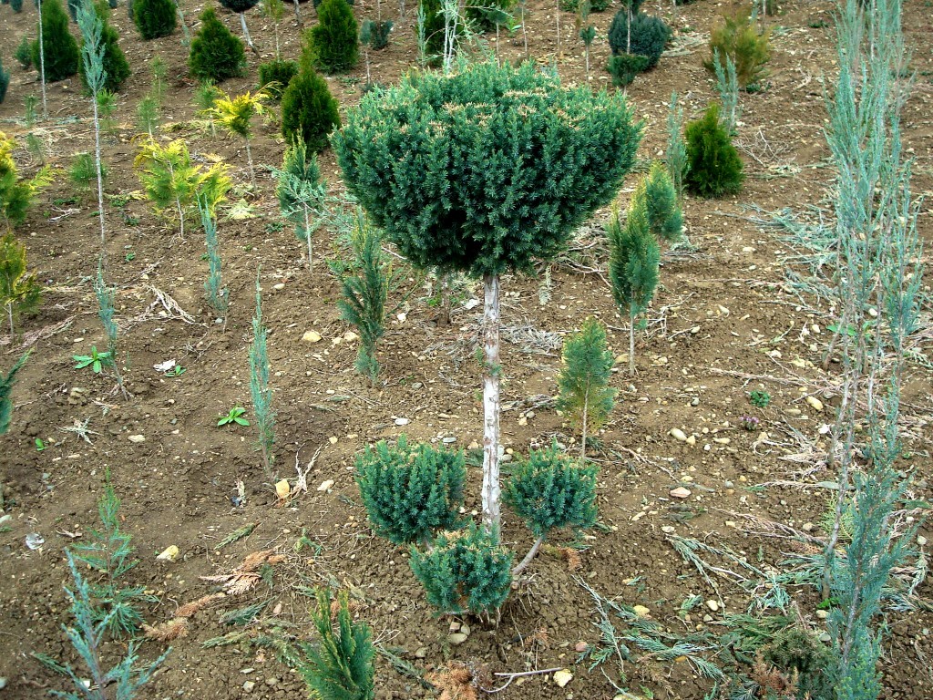 jun-stricta-topiar