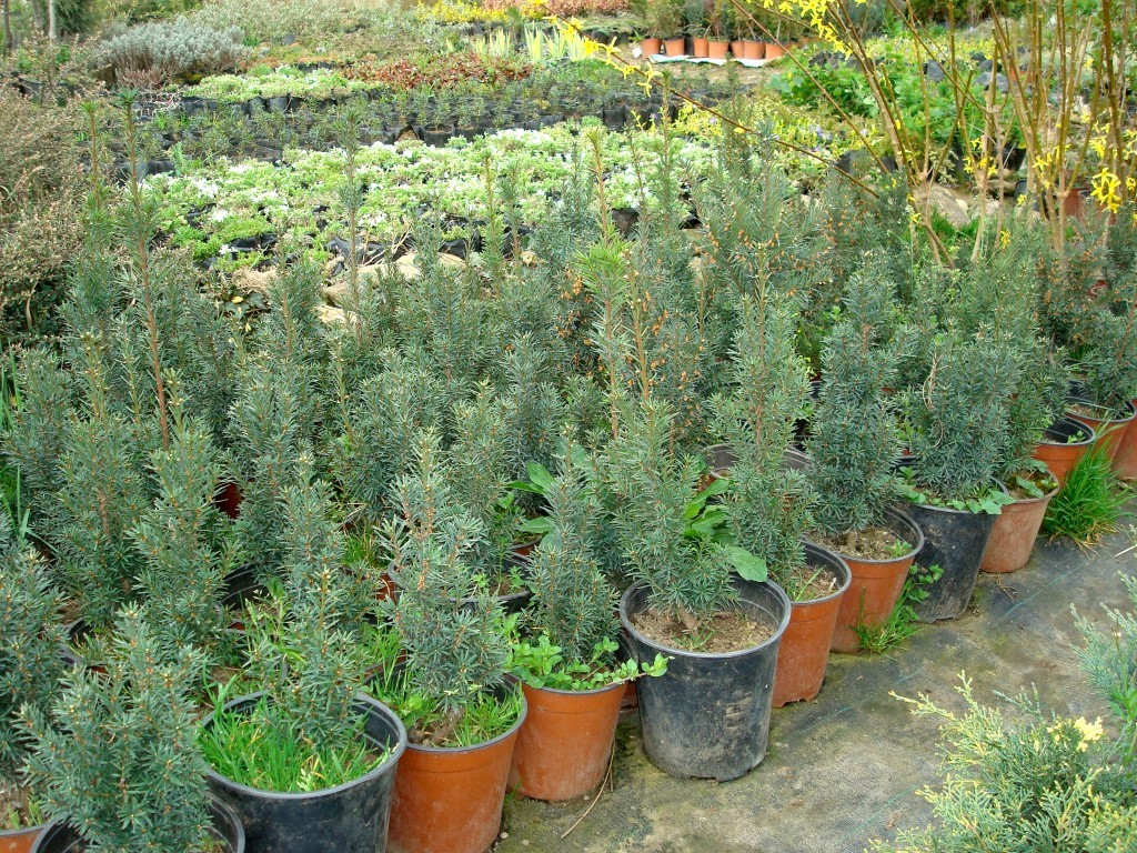 taxus-baccata