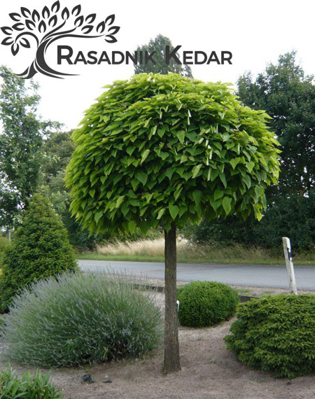rasadnik kedar arandjelovac