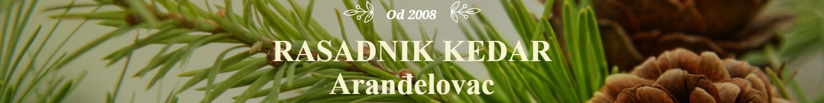 rasadnik kedar arandjelovac