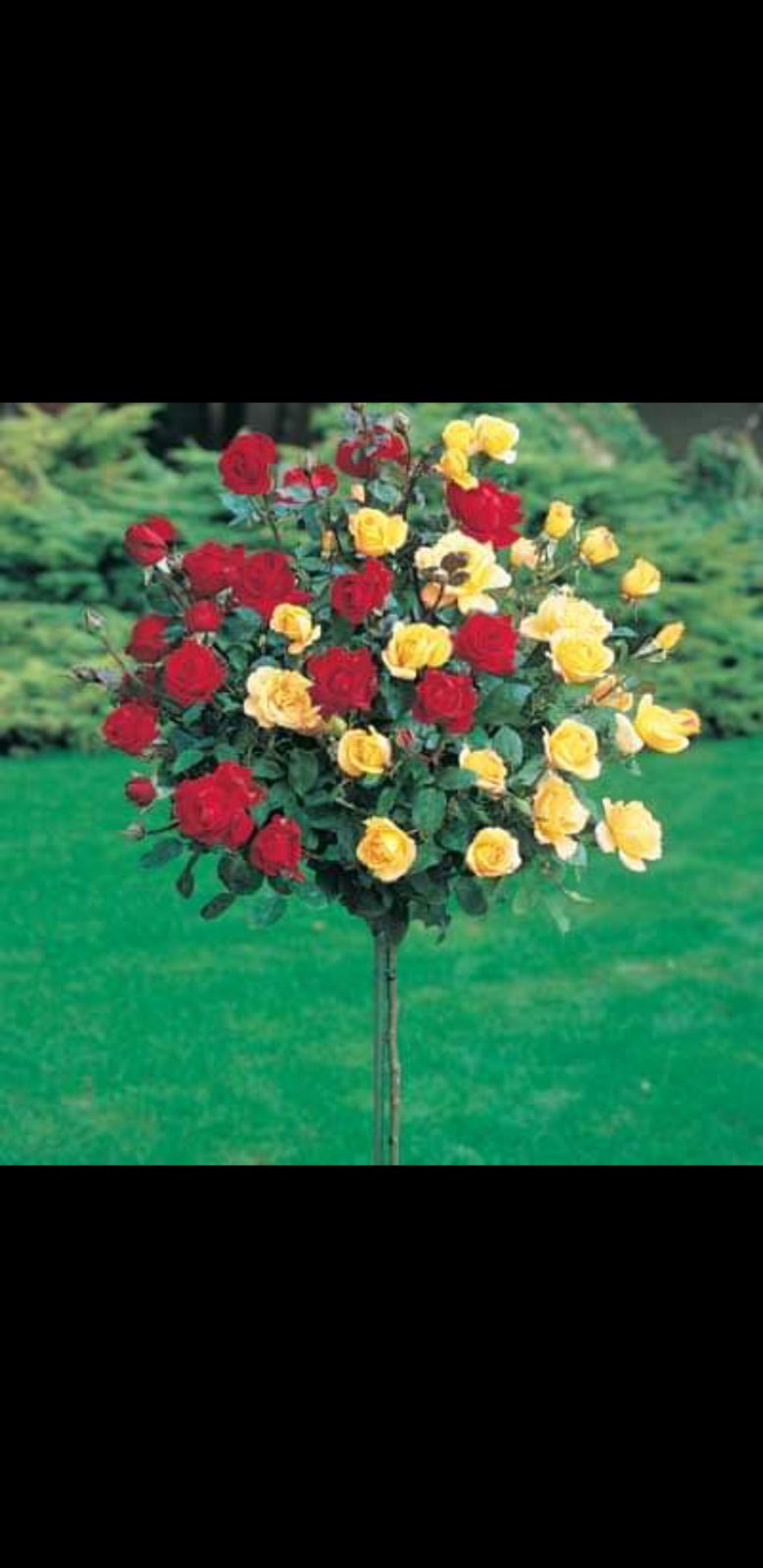 IMG-01f47db2a0d3ccddc80830973c7053bf-V