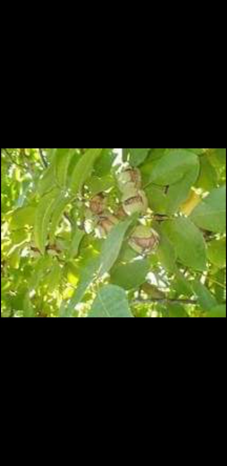 IMG-51ec8e28b79eb287d2bd7da4c6a0e0c1-V