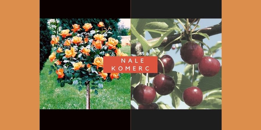 Rasadnik Nale Komerc