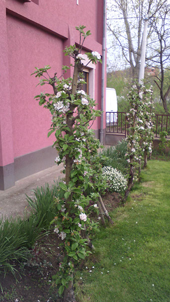 Rasadnik Kelem Konjuh (14)