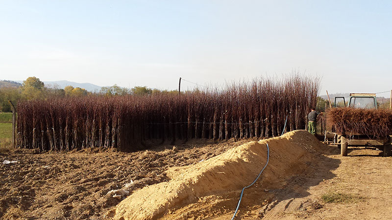 Rasadnik Kelem Konjuh (9)