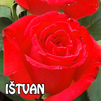 rasadnik stupljanin (12)