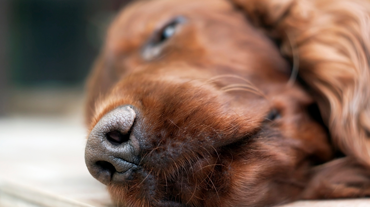 Veterinarska ambulanta Medikavet (4)