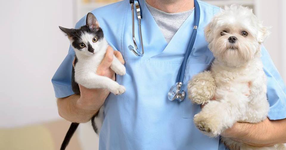 Veterinarska ambulanta Medikavet (7)