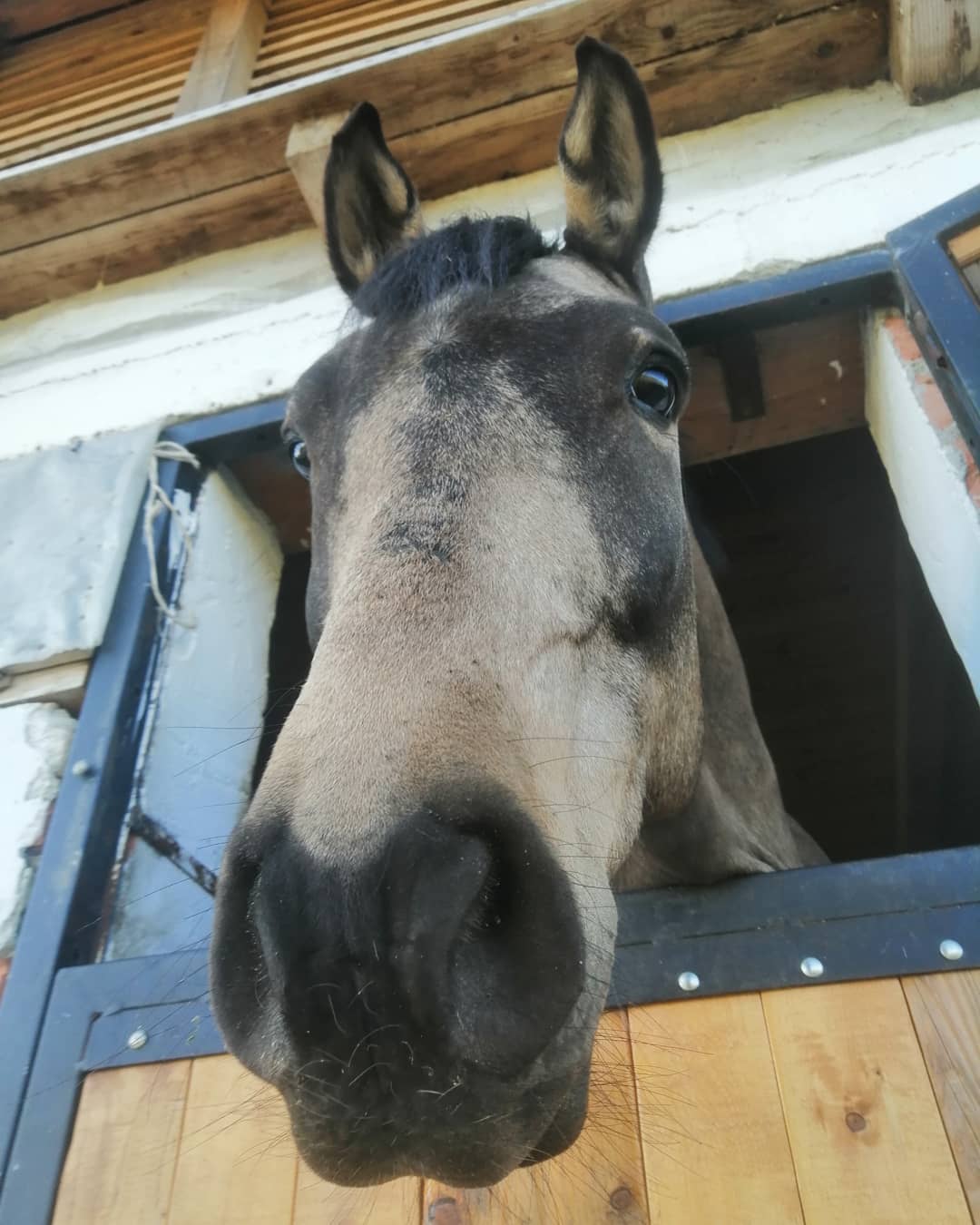Konjički klub Saint George Petrovaradin (1)