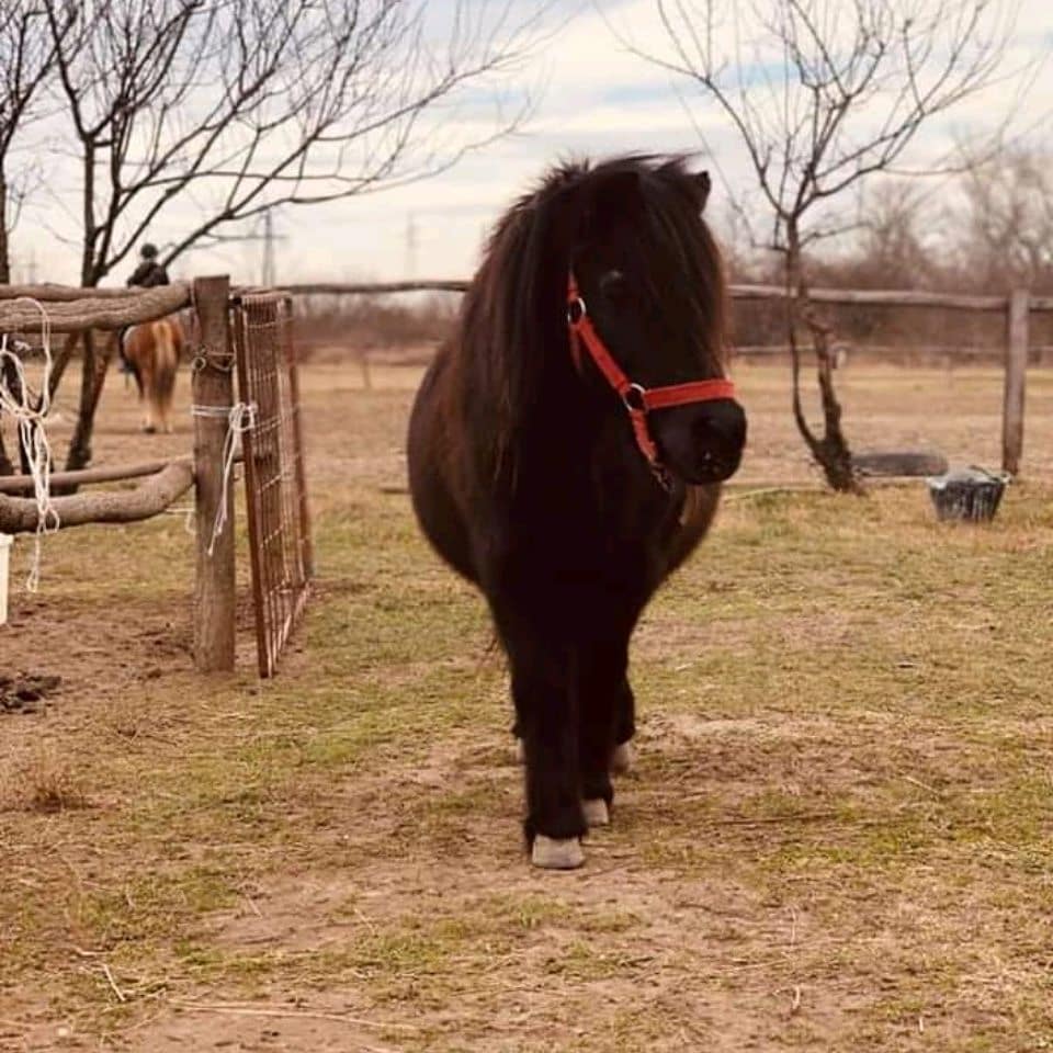 Konjički klub Saint George Petrovaradin (12)