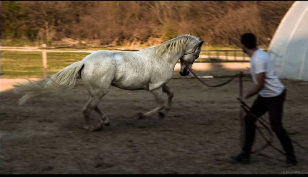 Konjički klub Saint George Petrovaradin (14)