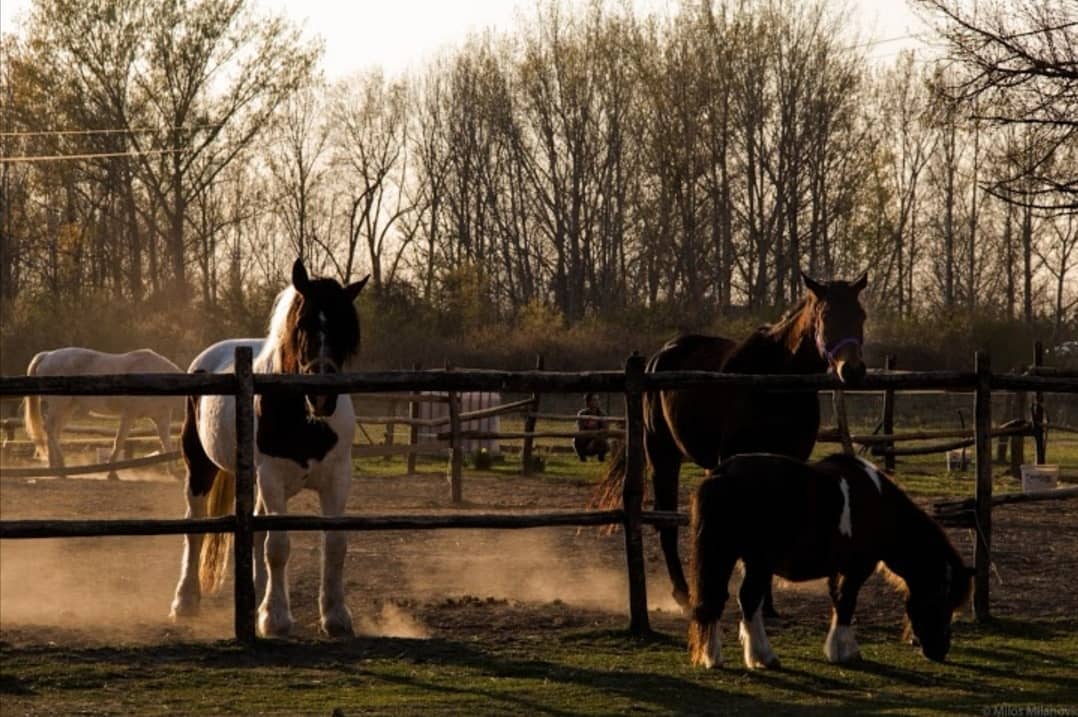 Konjički klub Saint George Petrovaradin (16)