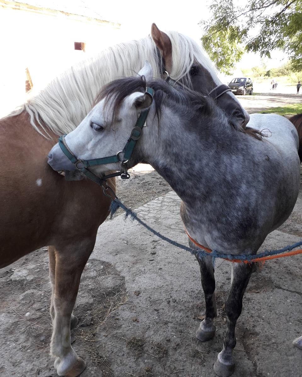 Konjički klub Saint George Petrovaradin (19)