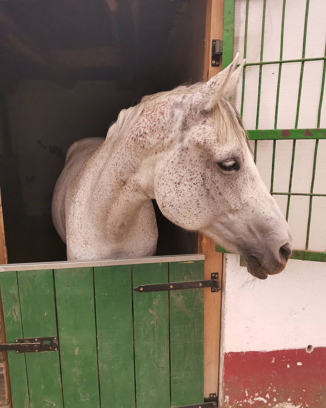 Konjički klub Saint George Petrovaradin (20)