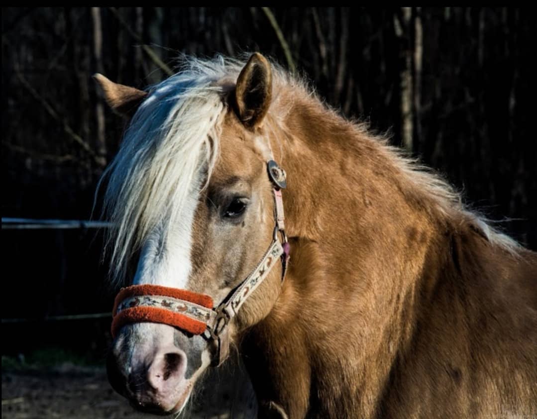 Konjički klub Saint George Petrovaradin (22)