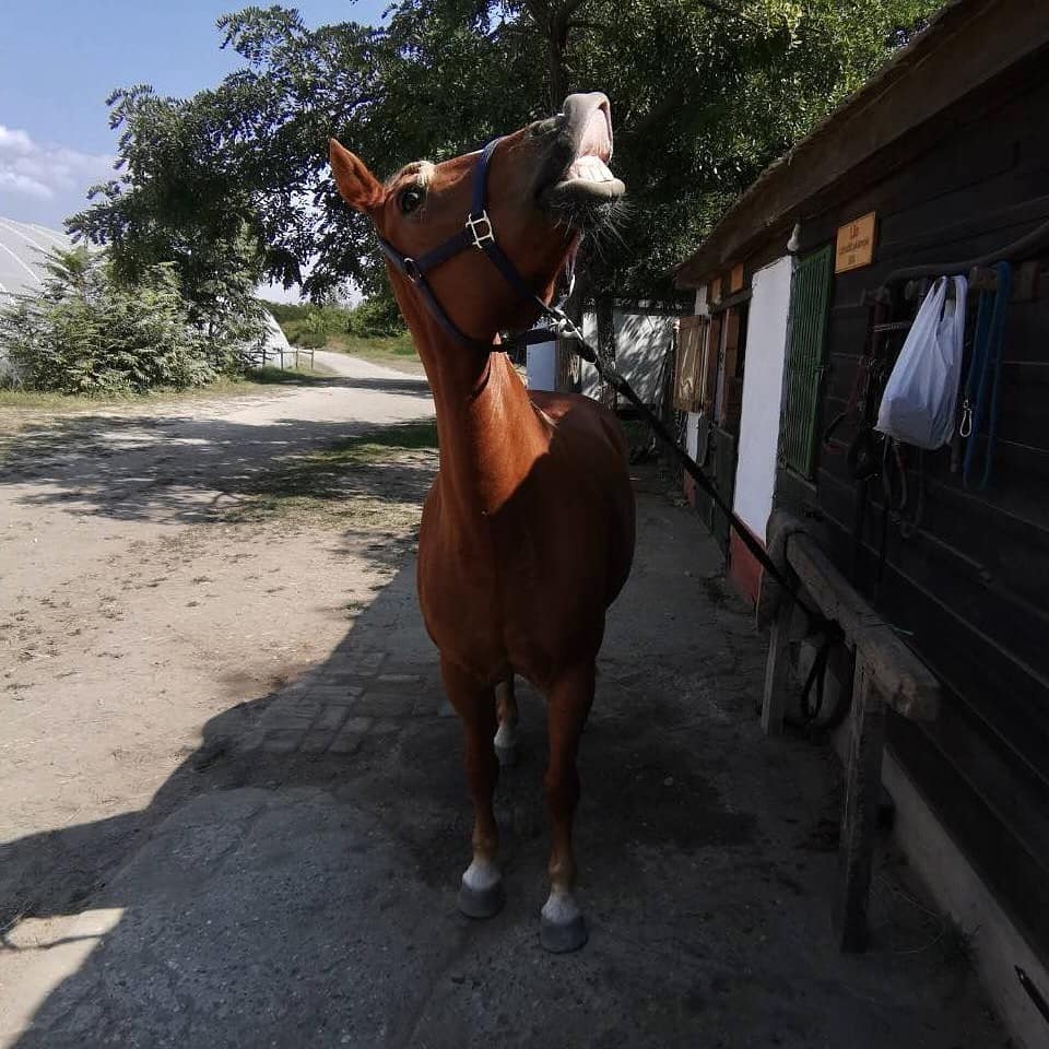 Konjički klub Saint George Petrovaradin (3)