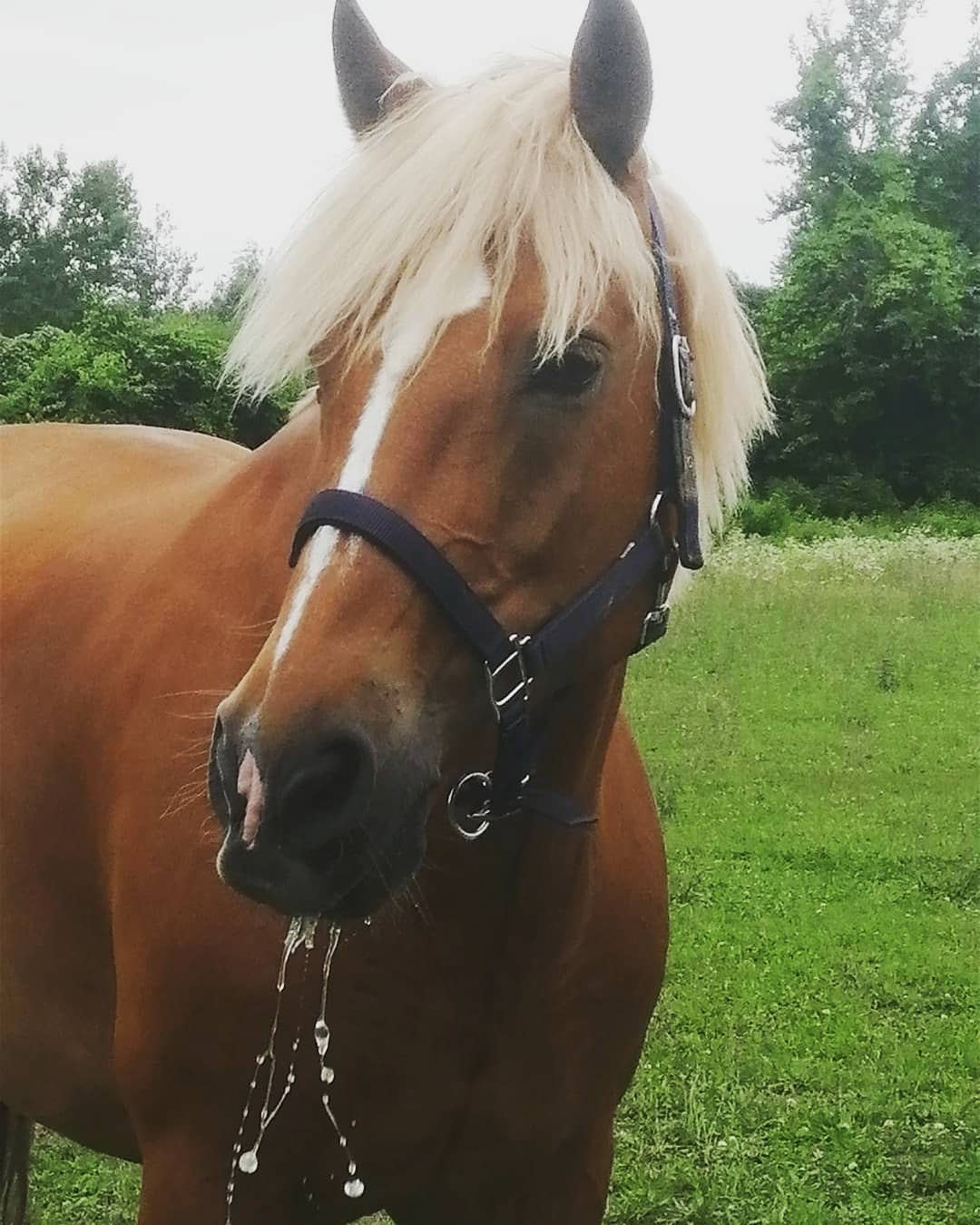 Konjički klub Saint George Petrovaradin (6)