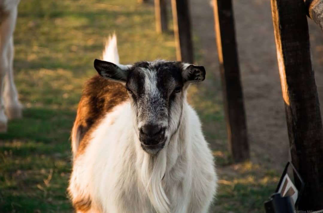 Konjički klub Saint George Petrovaradin (7)