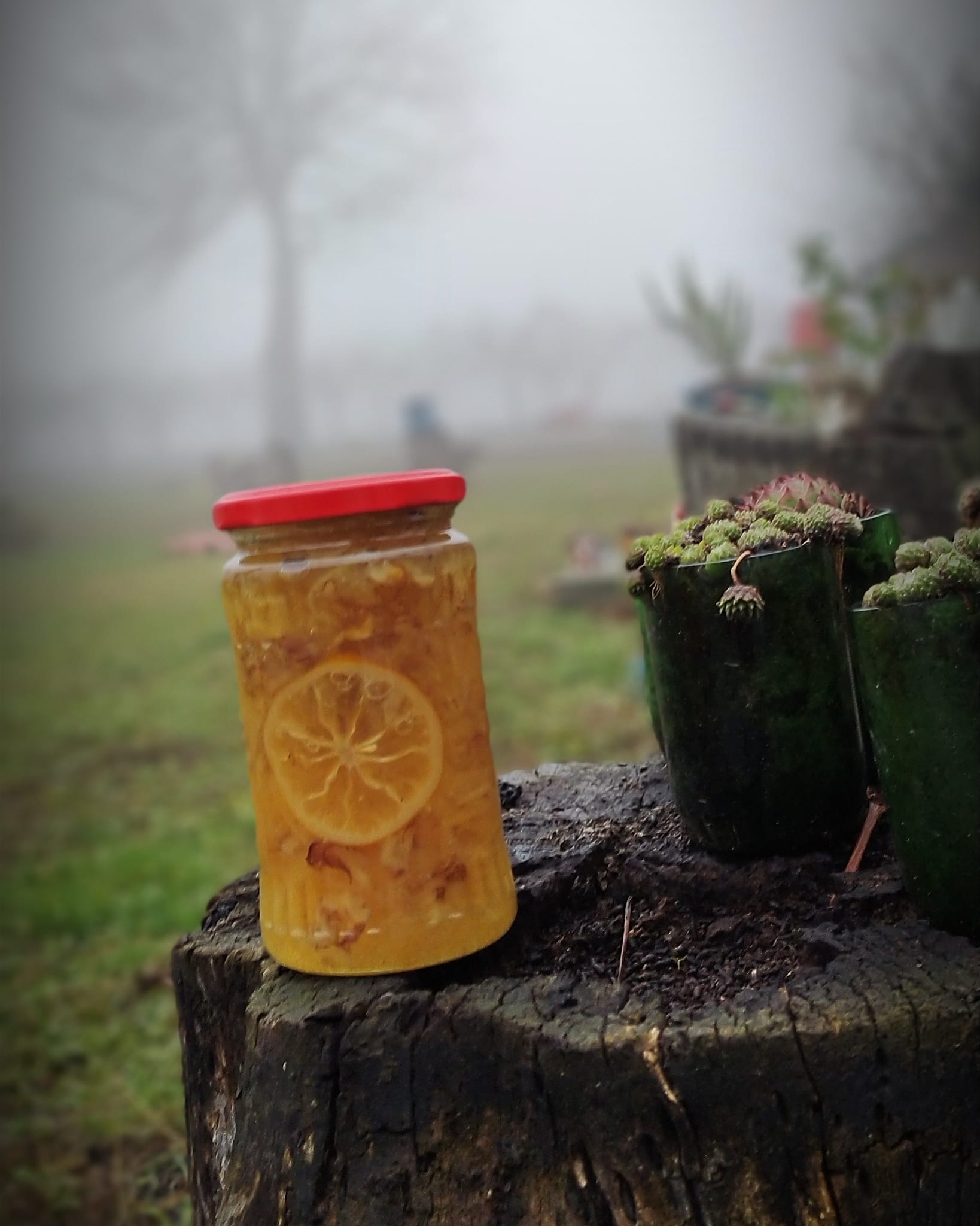 Anina domaća zimnica Topola (3)