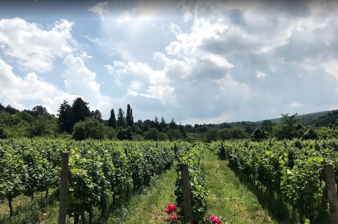 Vina Sremski Karlovci, Srbija – Vinarija Veritas (3)