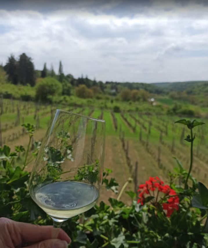 Vina Sremski Karlovci, Srbija – Vinarija Veritas (4)