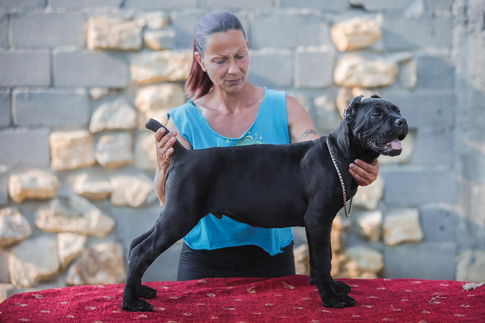 Odgajivačnica Cane Corso – Keeper Of Silver Gate Beograd (10)