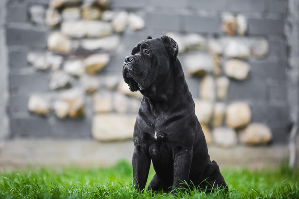 Odgajivačnica Cane Corso – Keeper Of Silver Gate Beograd (11)