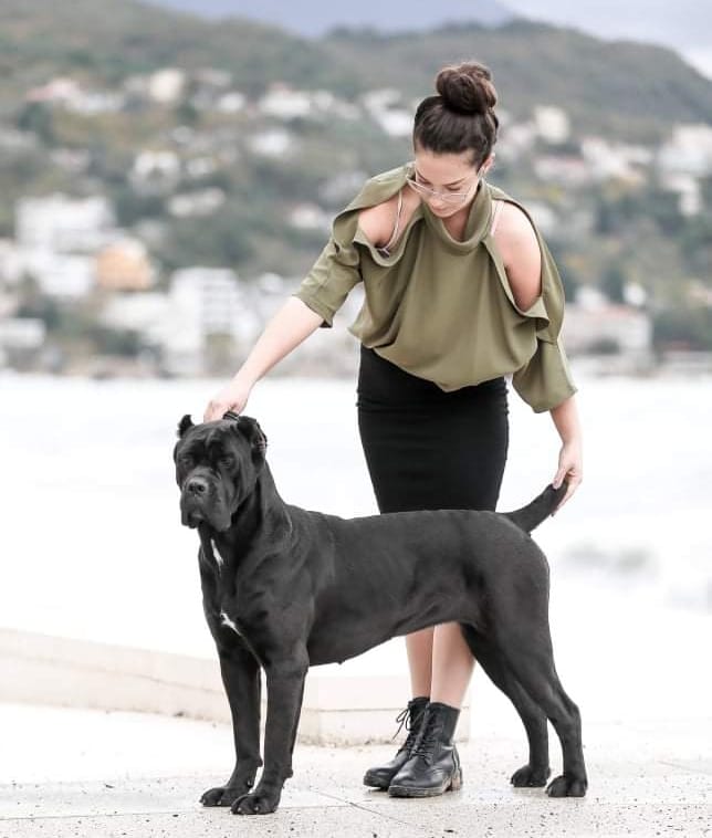 Odgajivačnica Cane Corso – Keeper Of Silver Gate Beograd (12)