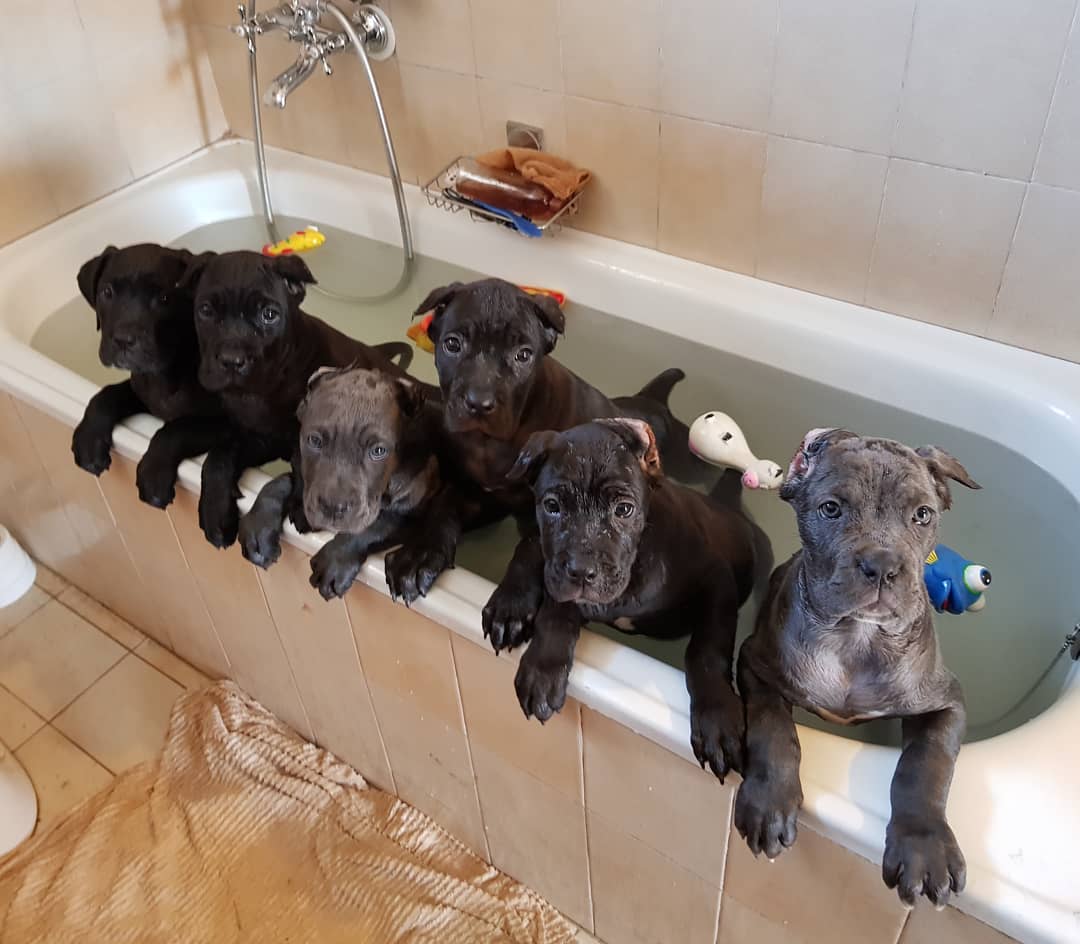 Odgajivačnica Cane Corso – Keeper Of Silver Gate Beograd (14)