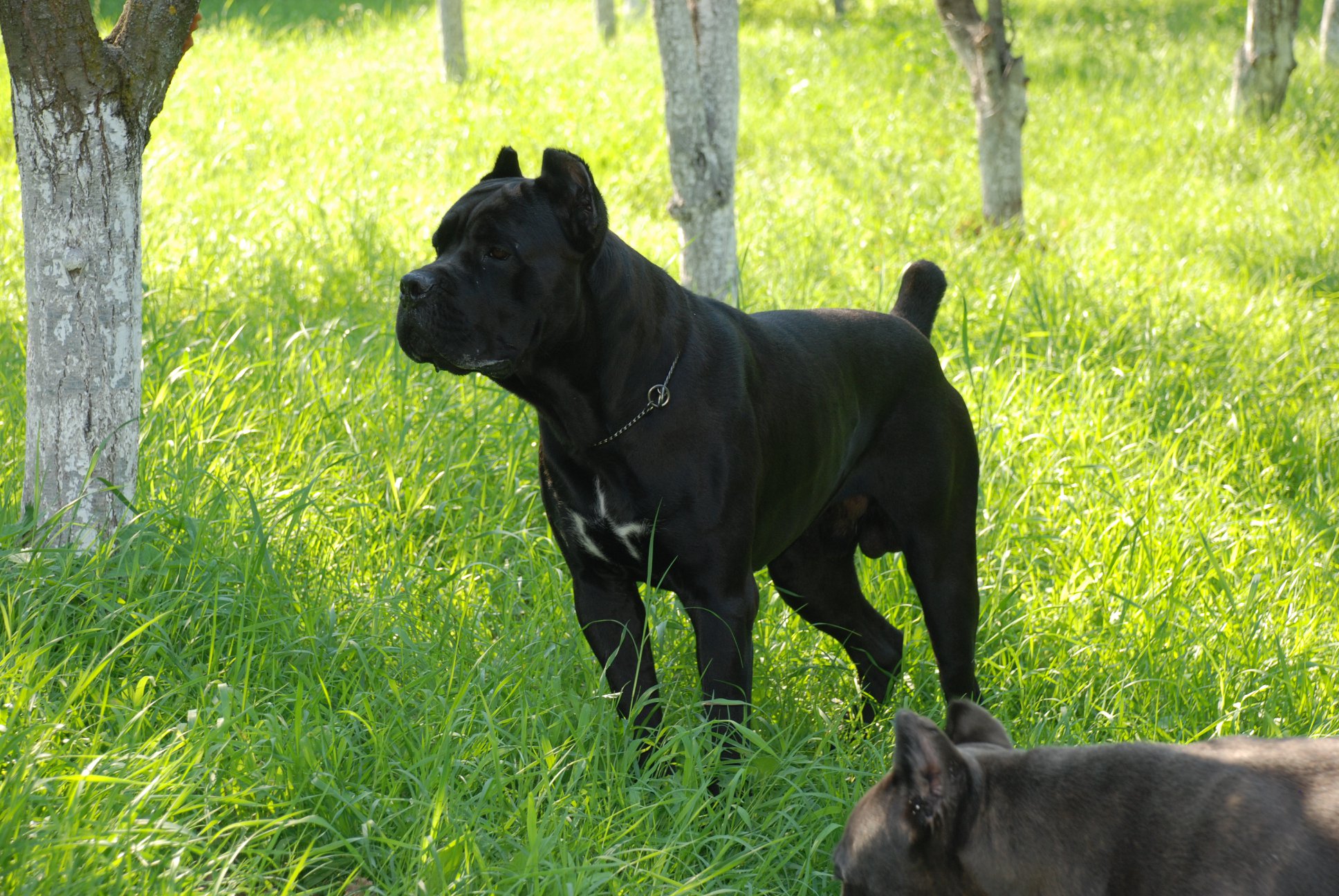 Odgajivačnica Cane Corso – Keeper Of Silver Gate Beograd (15)
