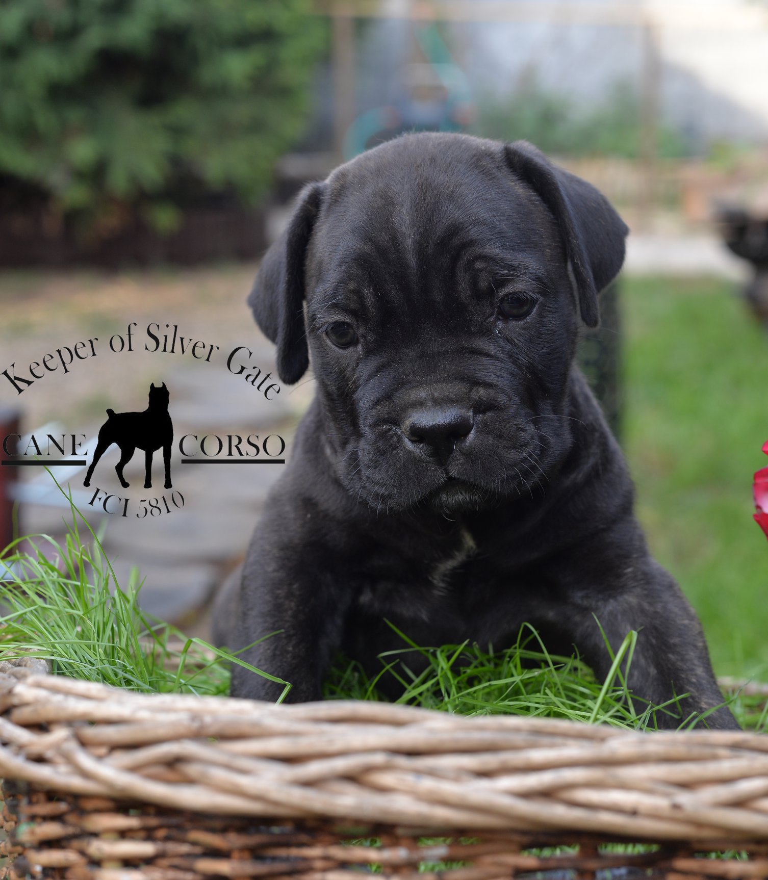 Odgajivačnica Cane Corso – Keeper Of Silver Gate Beograd (16)
