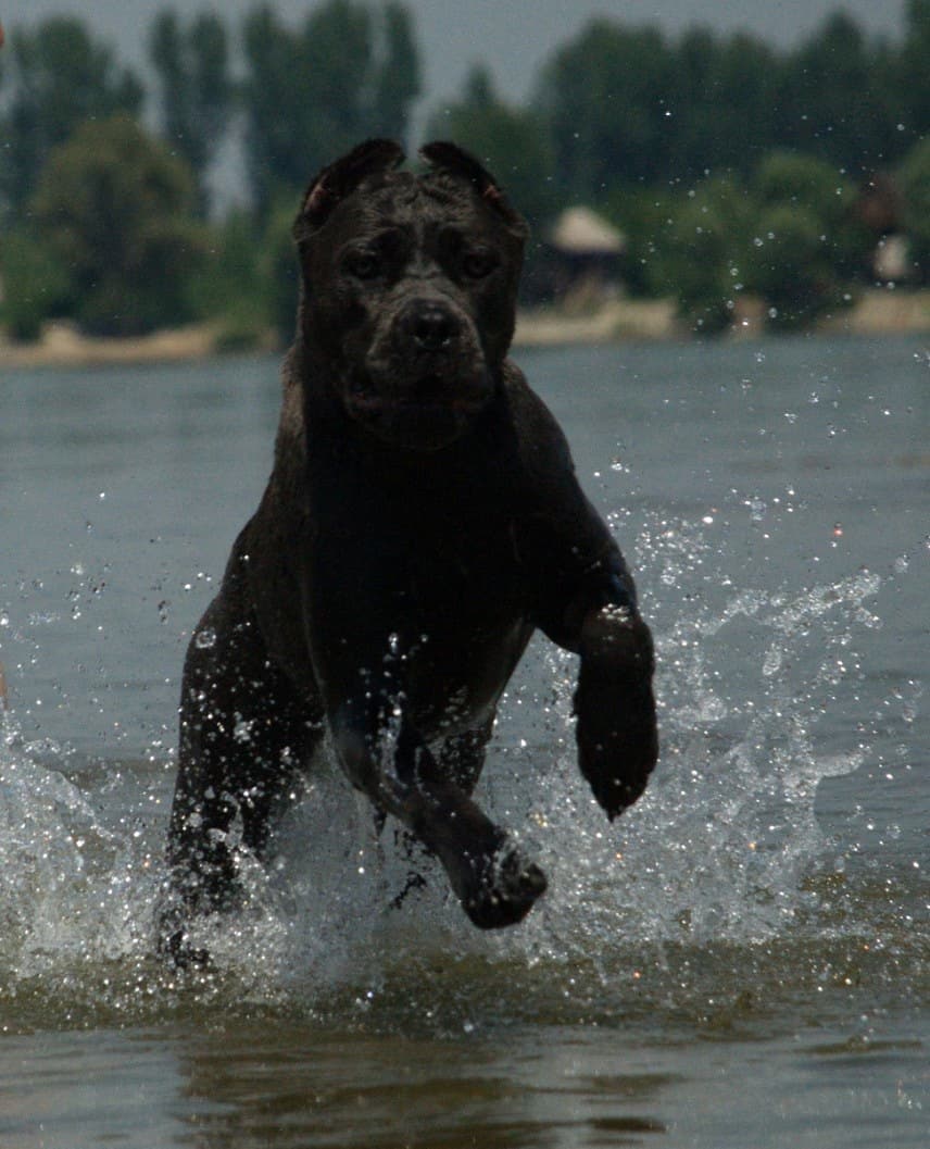 Odgajivačnica Cane Corso – Keeper Of Silver Gate Beograd (17)