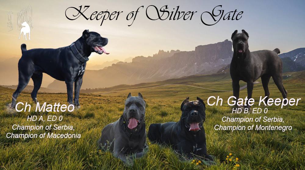Odgajivačnica Cane Corso – Keeper Of Silver Gate Beograd (18)