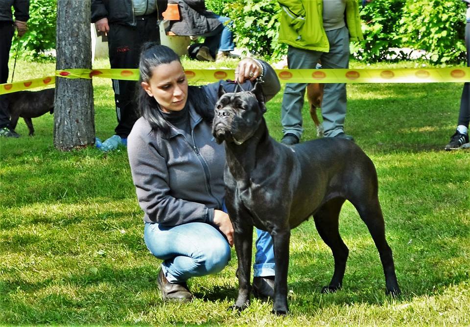 Odgajivačnica Cane Corso – Keeper Of Silver Gate Beograd (21)