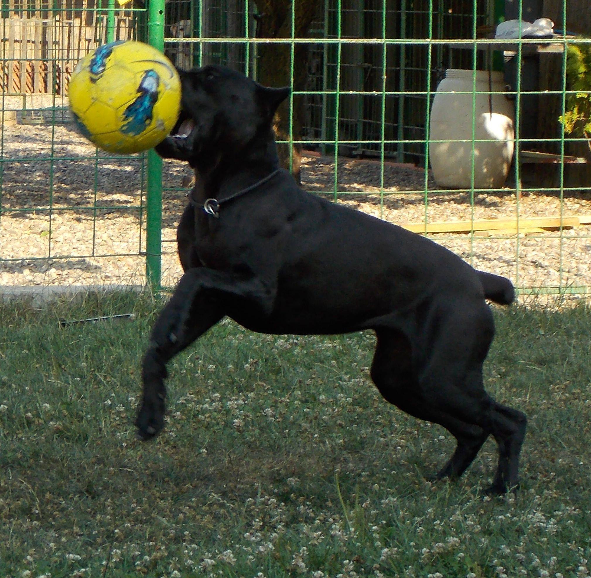 Odgajivačnica Cane Corso – Keeper Of Silver Gate Beograd (22)
