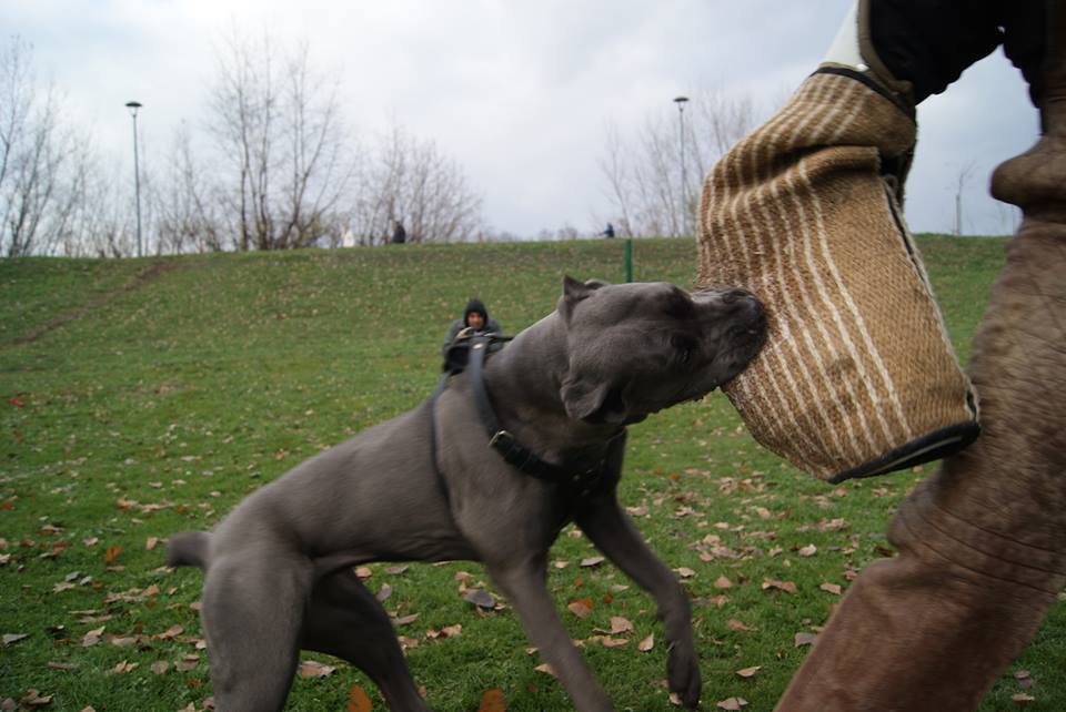 Odgajivačnica Cane Corso – Keeper Of Silver Gate Beograd (24)