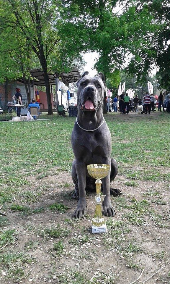 Odgajivačnica Cane Corso – Keeper Of Silver Gate Beograd (25)