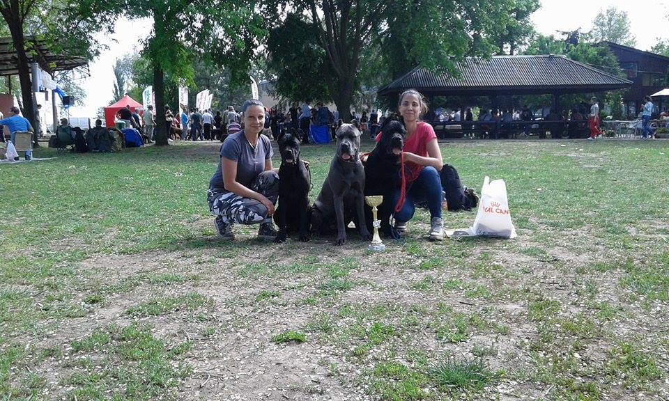 Odgajivačnica Cane Corso – Keeper Of Silver Gate Beograd (26)