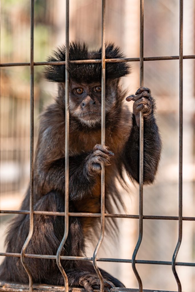 Zoo vrt i restoran Hotel Mišić Vranje (17)