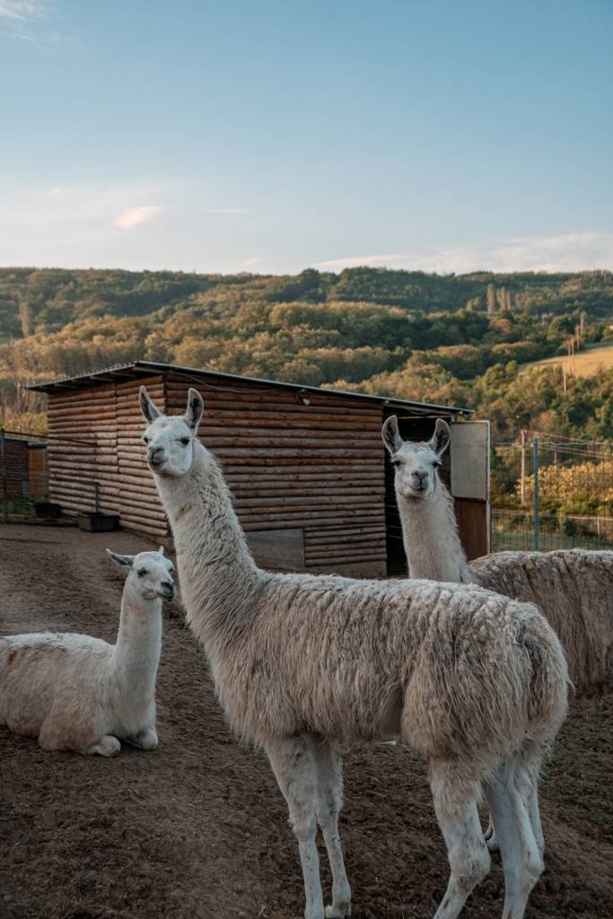Zoo vrt i restoran Hotel Mišić Vranje (21)