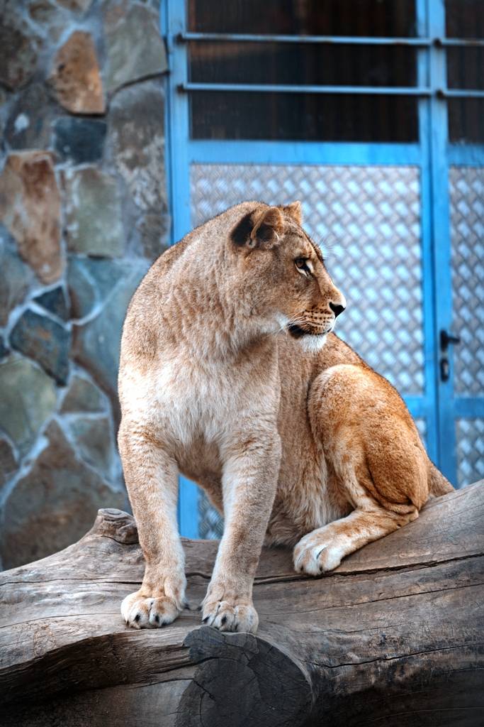 Zoo vrt i restoran Hotel Mišić Vranje (22)